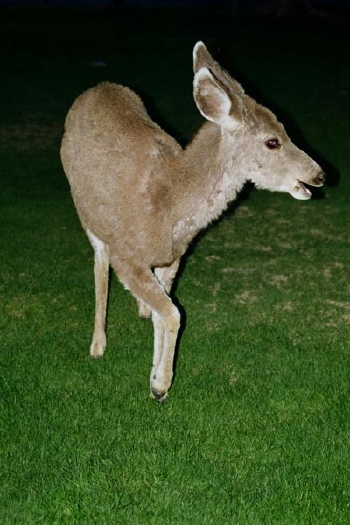 Mule Deer